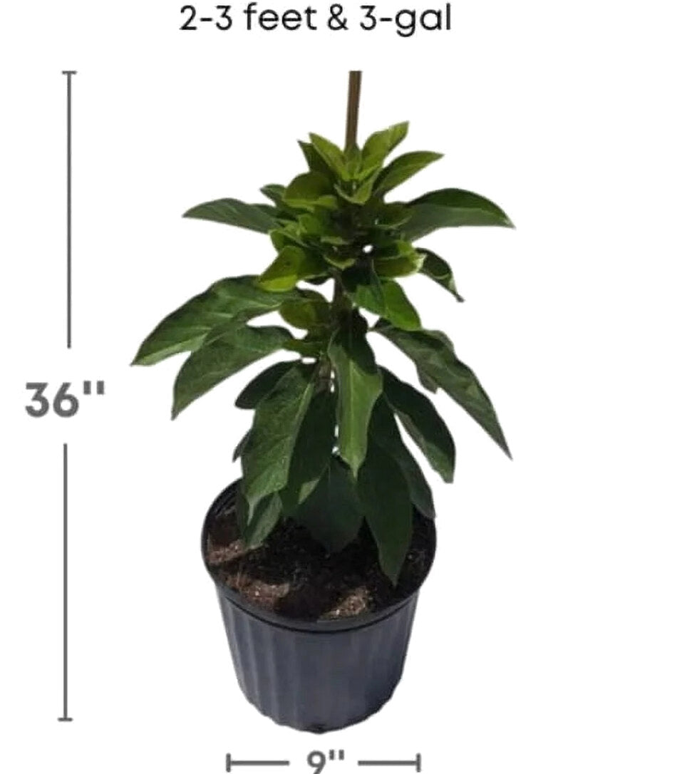 Grafted Mexicola Grande Avocado Tree 2-4FT Tall