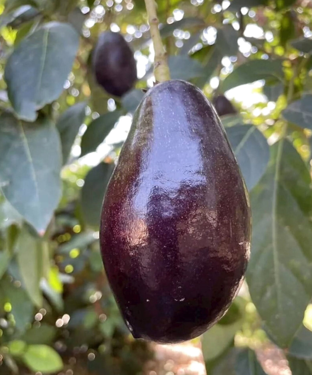Grafted Mexicola Grande Avocado Tree 2-4FT Tall