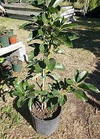 Grafted Mexicola Grande Avocado Tree 2-4FT Tall