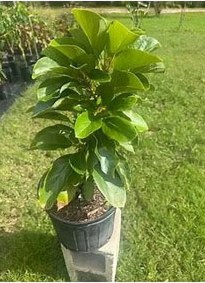 Grafted Mexicola Grande Avocado Tree 2-4FT Tall